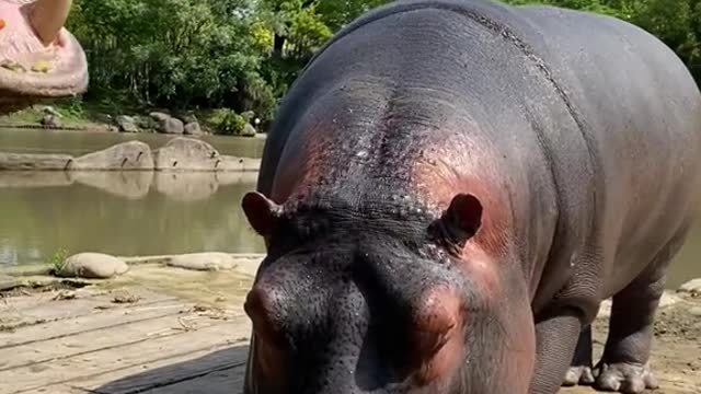 Hippo juicer overturned