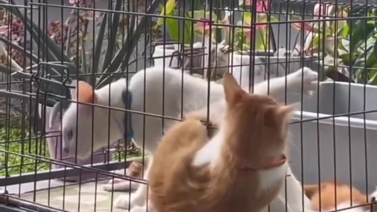 Funny Animals