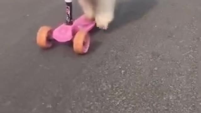 Cute & Funny Puppies | Funny Baby Dogs Videos