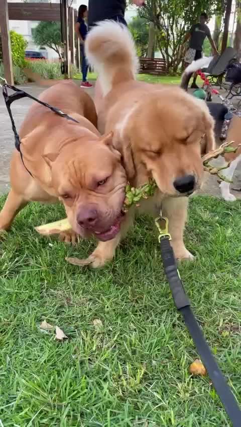 Don't take my toy - Pitbul and Golden Retriever