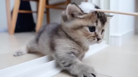 Collected cute scenes of small kitten