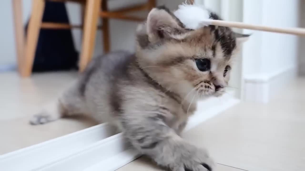 Collected cute scenes of small kitten