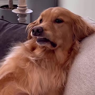 My dogs iconic look .