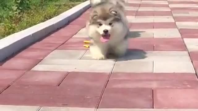 Cute puppies go outside with their own cute and funny video 😊🥰