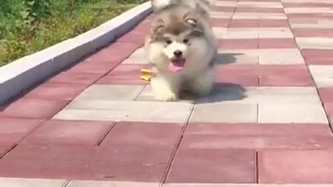 Cute puppies go outside with their own cute and funny video 😊🥰