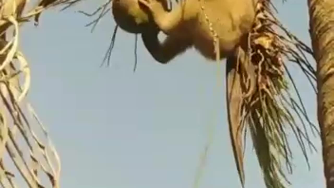 Monkey to cut coconut from coconut tree