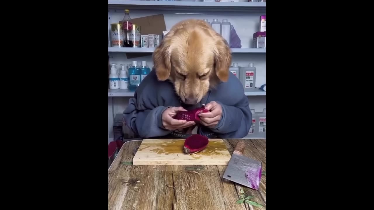 New Funny Animals 😂
