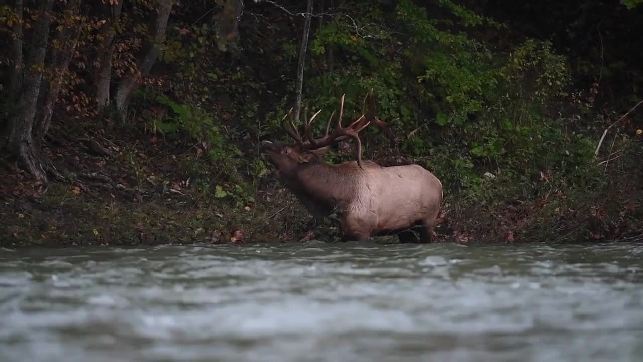 Elk Bugle Sound