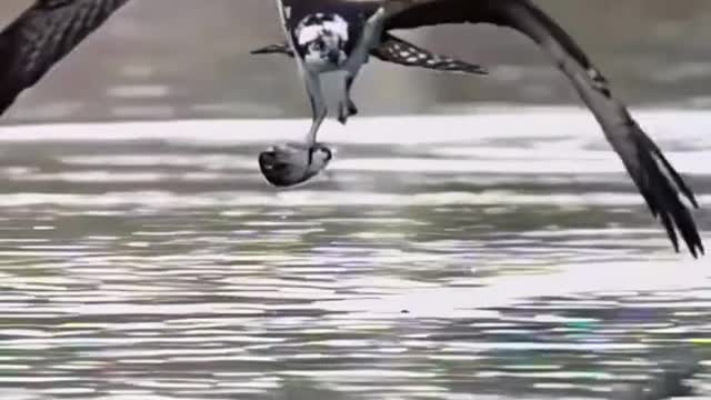 This osprey catches fish