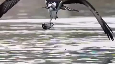 This osprey catches fish