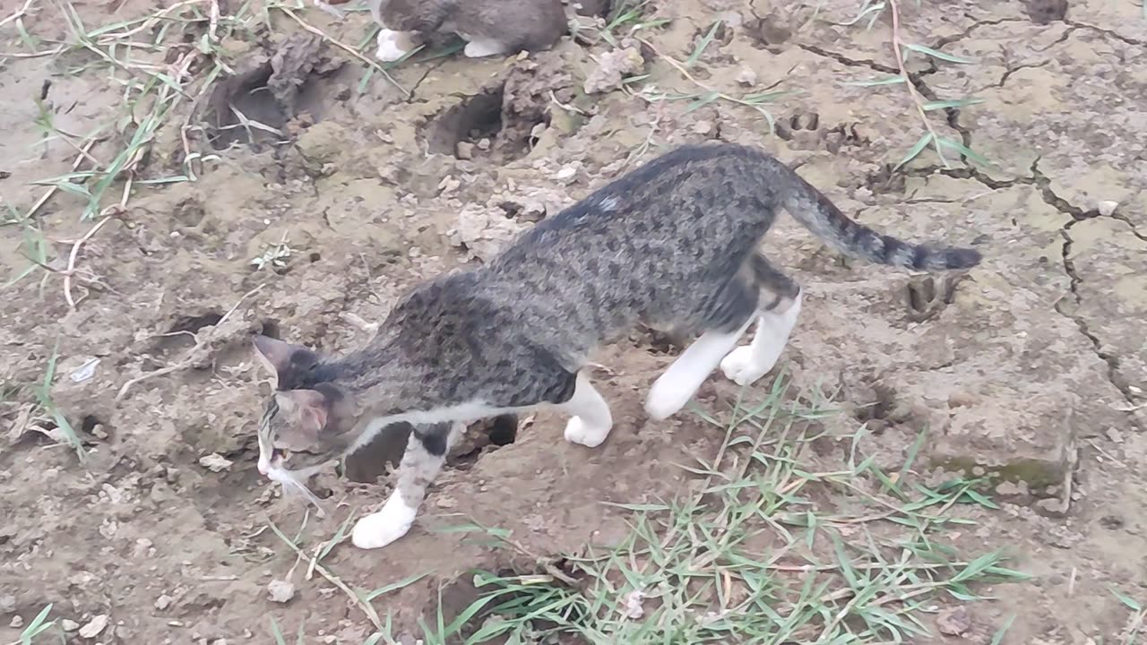 Cat Playing with her mom