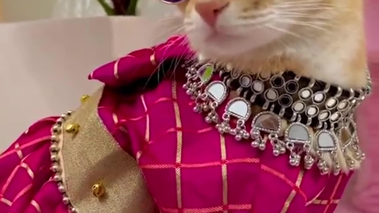 Āmi yakhana sāji takhana āmāra abasthā. Follow the page to get such videos. how cute 💕 i like cat.