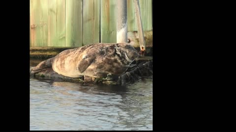 a seal resting on a pontoon