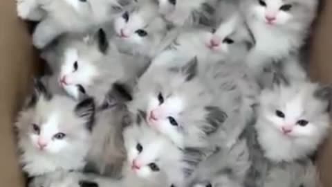 cute cats movement #cats