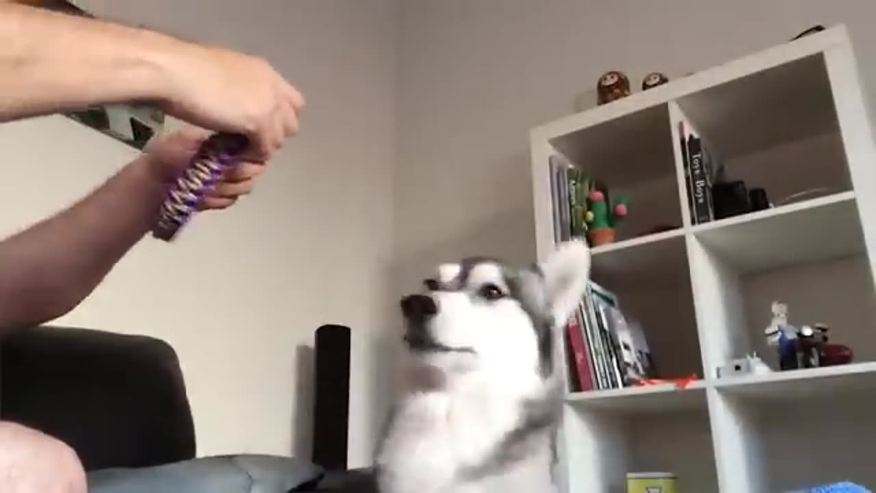 Funny dogs