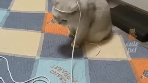 The funny cat