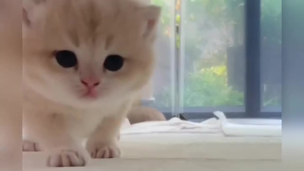 Cute baby cat