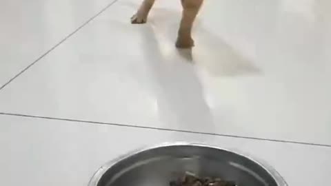 Cute and funny cat video.