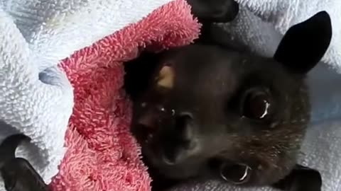 Rescue a fruit Bat that fell down the simals