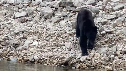 Bear Swims Over to Investigate Boat