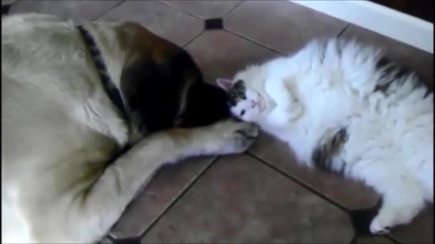 Giant English Mastiff snuggles with cat friend