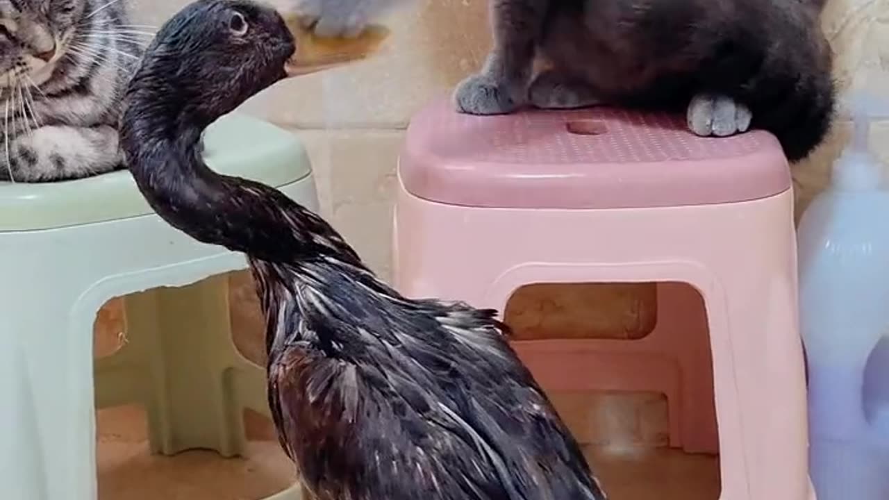 Duck and cat fight