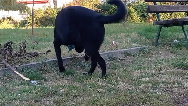 Tao Doggo exploring