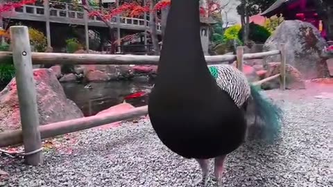 أرح قلبك وسمعك
