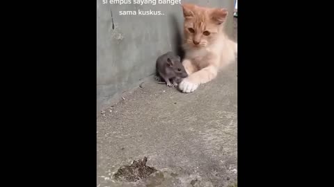 New funny Animal😂Funniest cats and dogs video😺🐶🐱