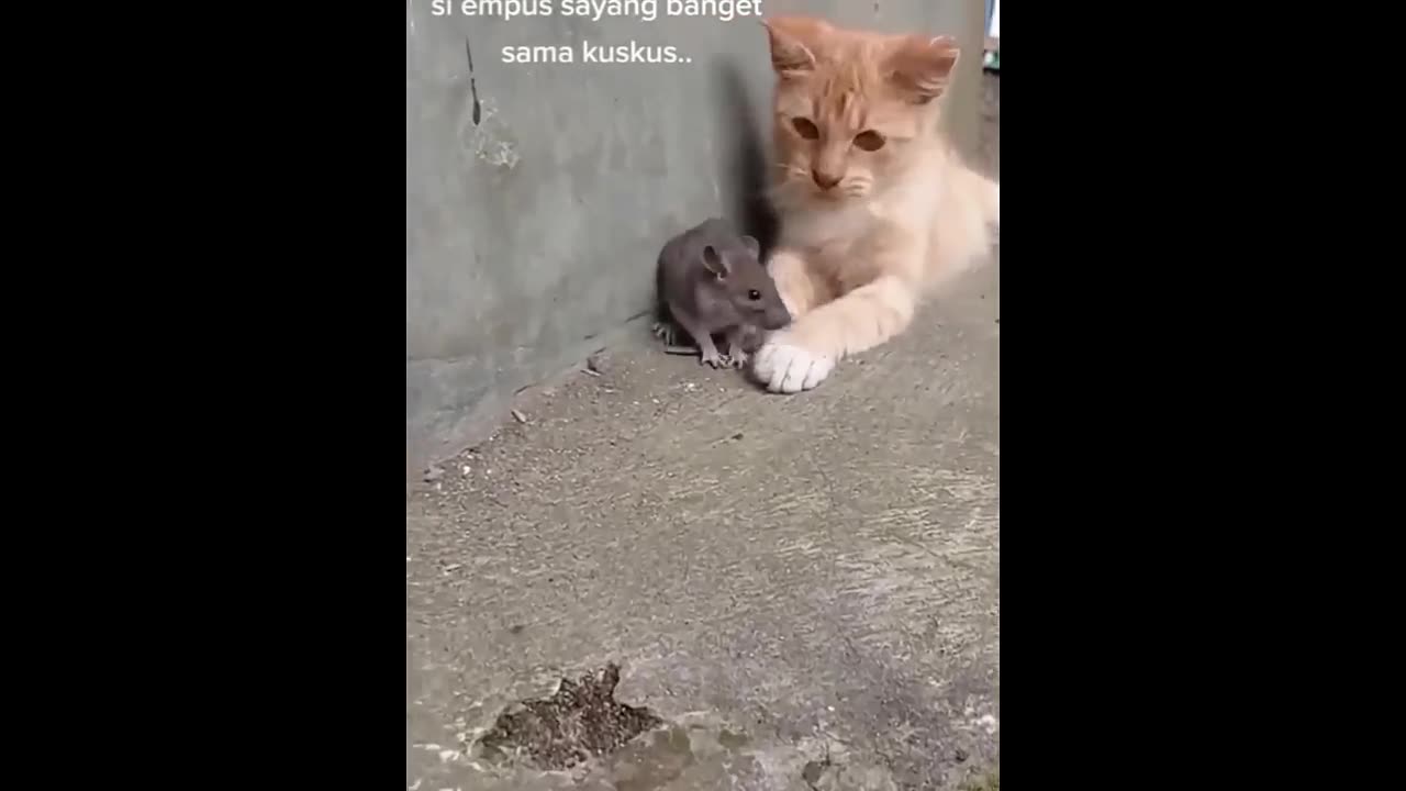 New funny Animal😂Funniest cats and dogs video😺🐶🐱