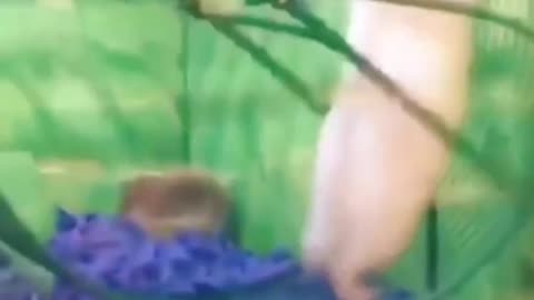 Dear funny video