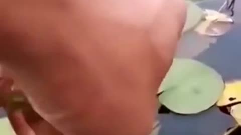Removing Algae so this Water Lily can Bloom