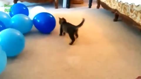 Le chat et le ballon