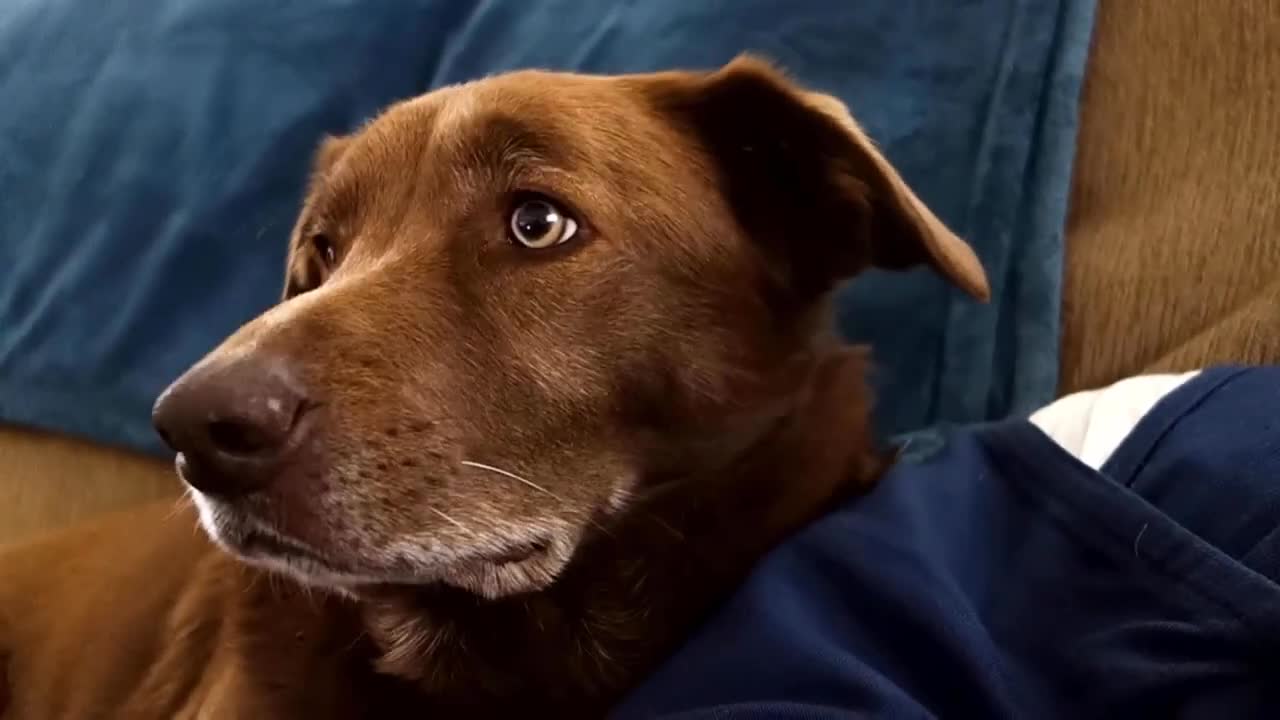 The baby met a giant dog in the street but what he did was amazing....