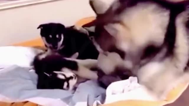 Husky mon plays with her pups