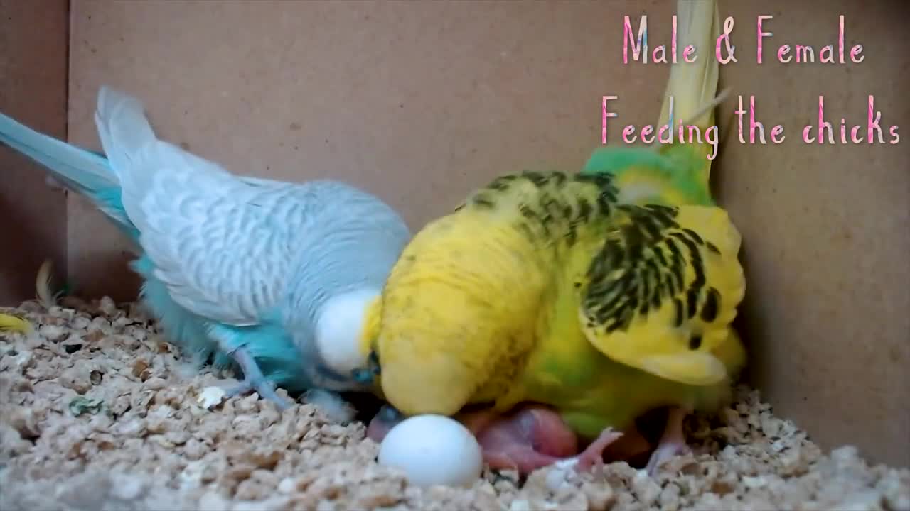 BUDGIE GROWTH STAGES | First 44 Days of Babies Timelapse