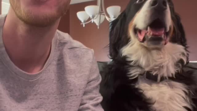 Dog Swerves Kisses