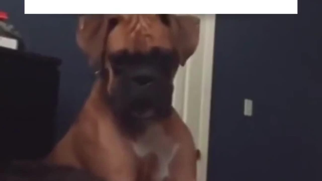 Funny Dog Short I Wanting Attention VS Getting Attention I Dogs Are so funny #viral #funny