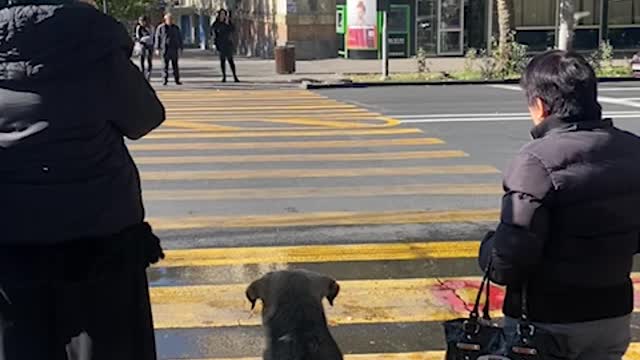 Good Dog Waits To Cross Street