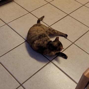 Chloe, One Of Our 5 Cats Wigging Out!