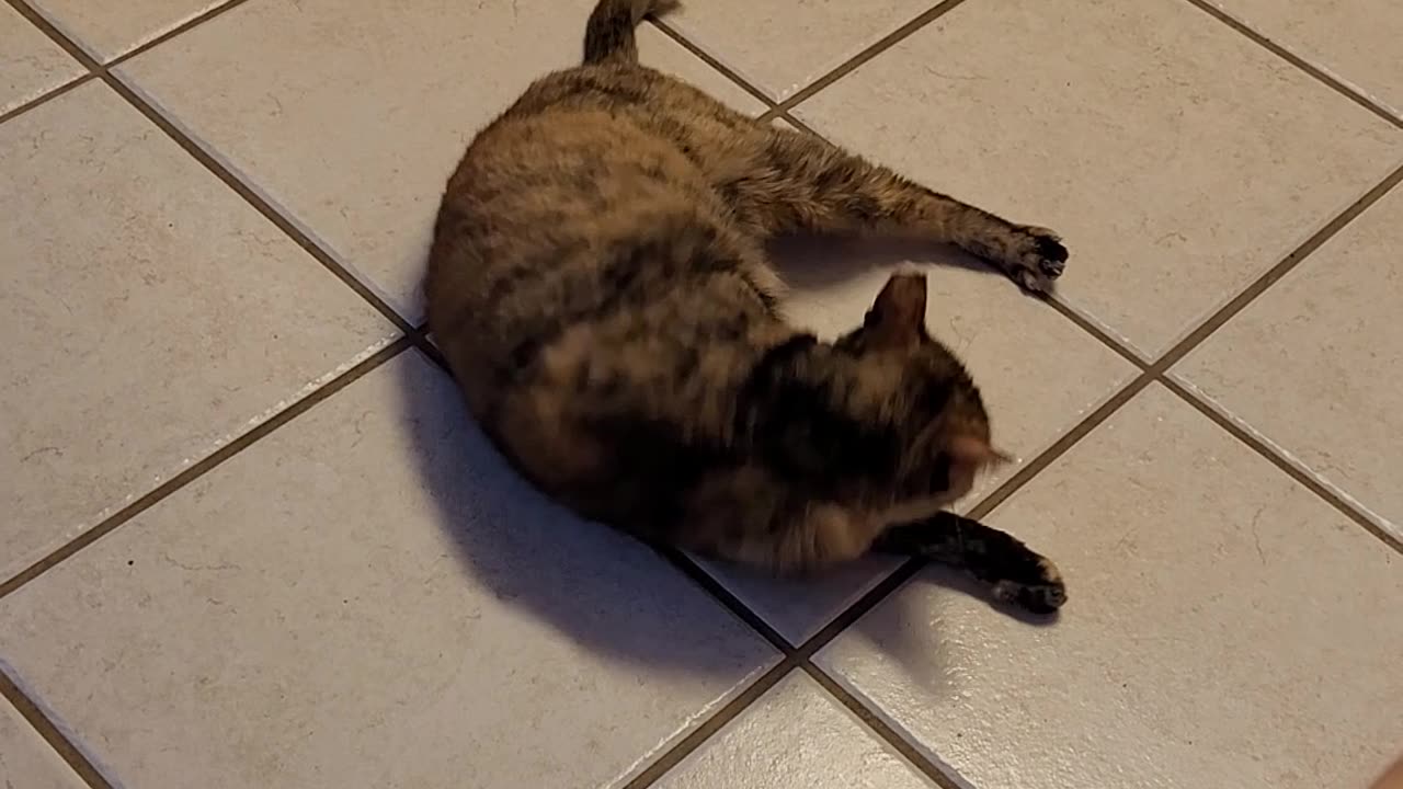 Chloe, One Of Our 5 Cats Wigging Out!