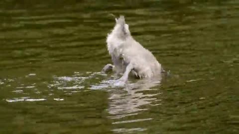 Watch this cute animal swimming .... very cute