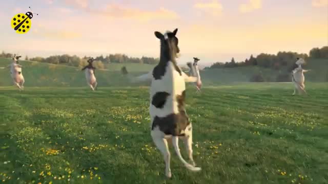 FUNNY COW DANCE