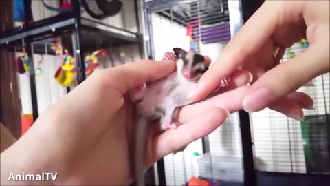 SUGAR GLIDERS Flying - Funny & Cute Compilation