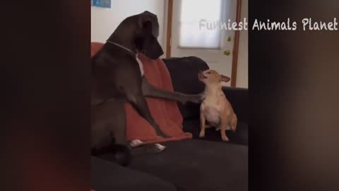 Funny Dogs And Cat Videos 😂😂😂😂😂😆😆