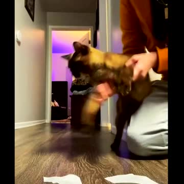 The cat stepped on the tape, a lot of fun
