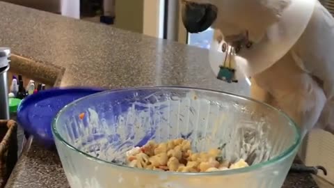 Bird helps himself to some pasta