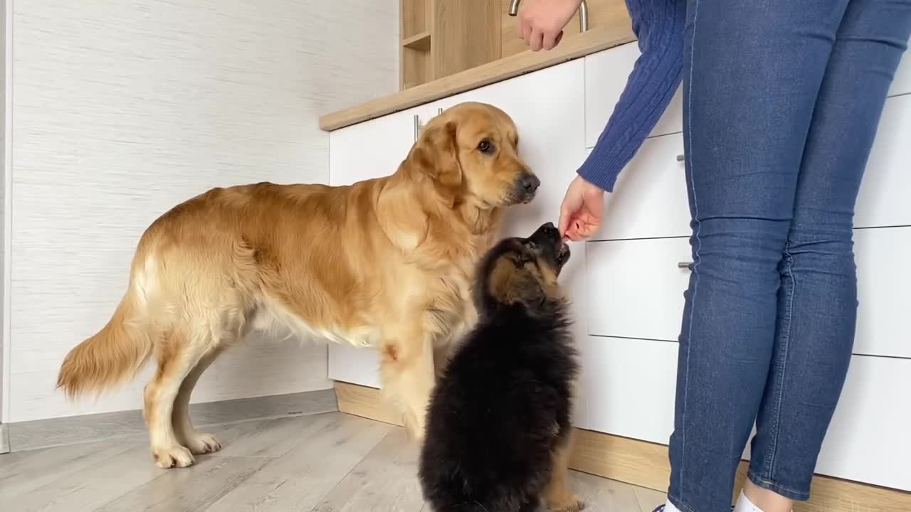 My Dog Teaches My German Shepherd Puppy How to Beg