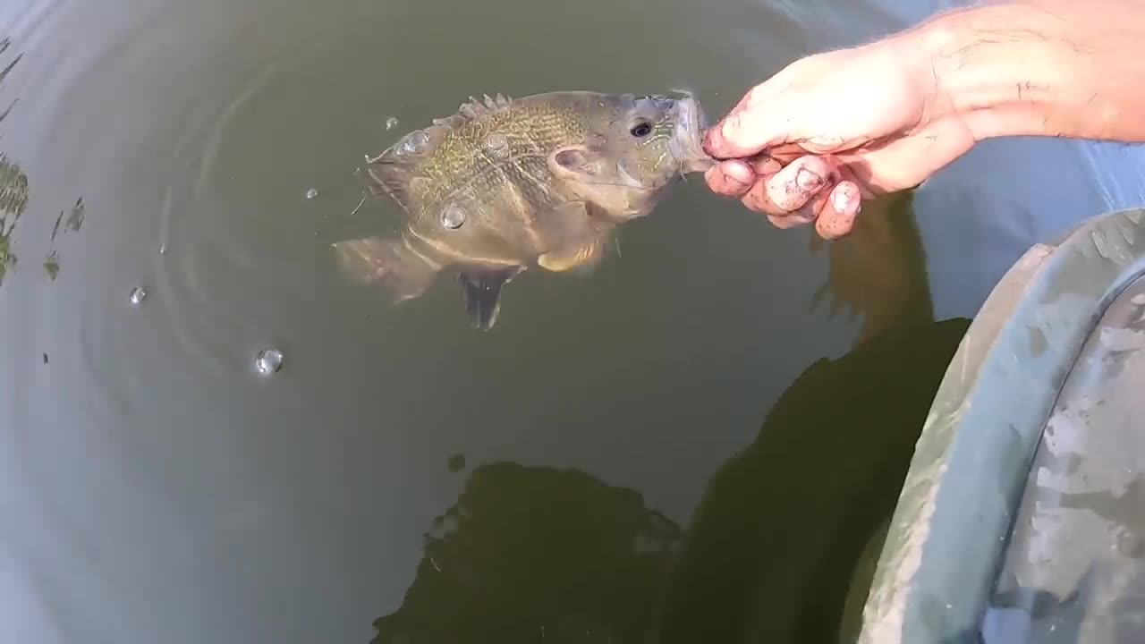 Trying to catch plate size bluegills for dinner