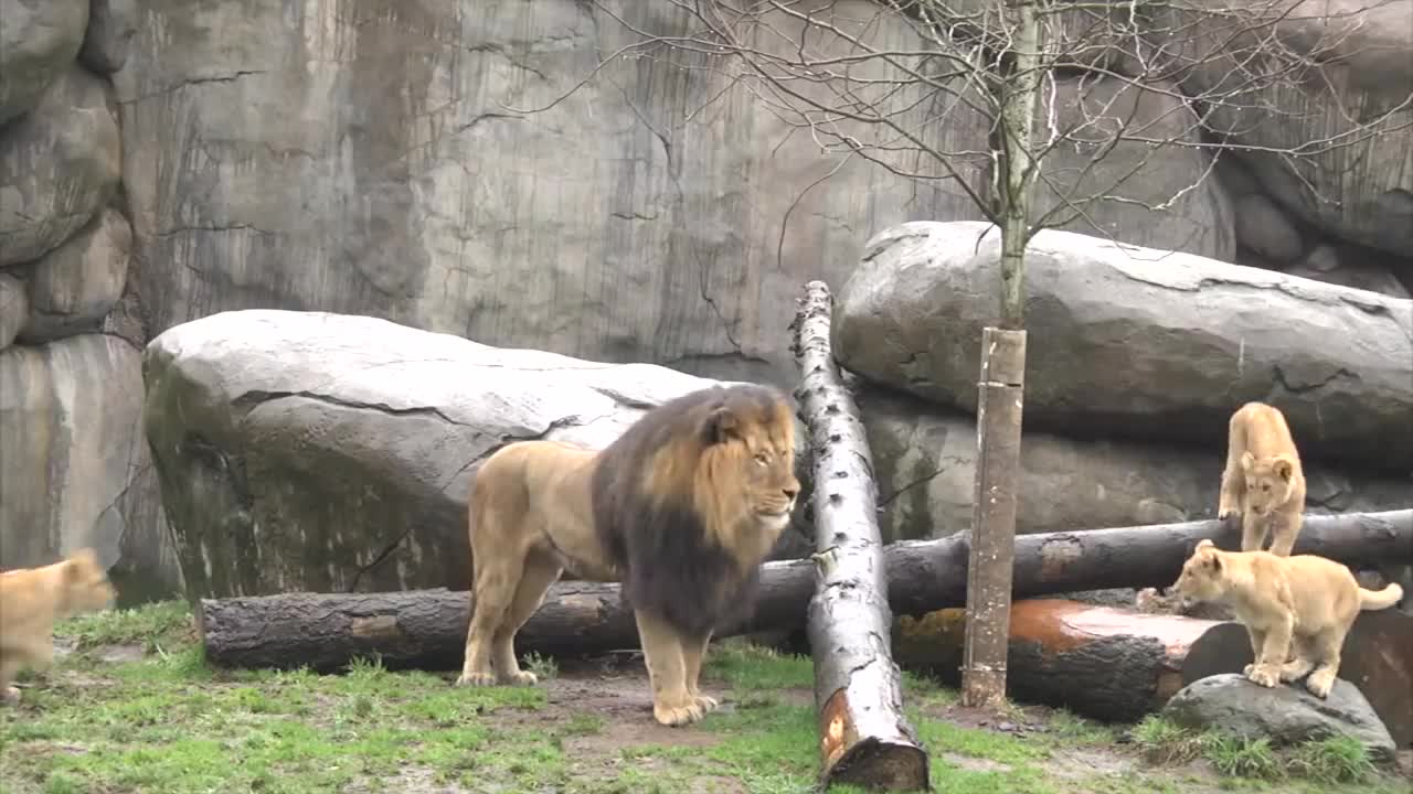 Lion cubs meet dad